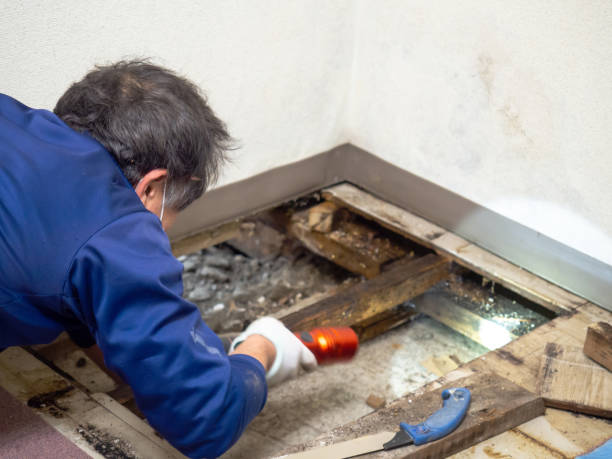 Trusted Abbeville, LA Mold Removal Experts
