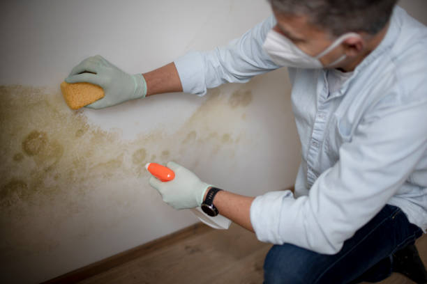 Best Black Mold Removal  in Abbeville, LA