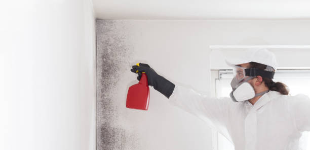 Best Affordable Mold Removal  in Abbeville, LA