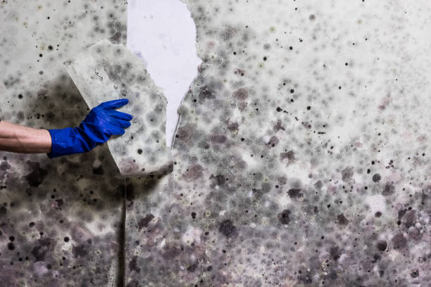 Best Home Mold Removal  in Abbeville, LA