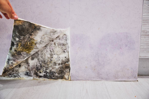 Best Same-Day Mold Removal  in Abbeville, LA